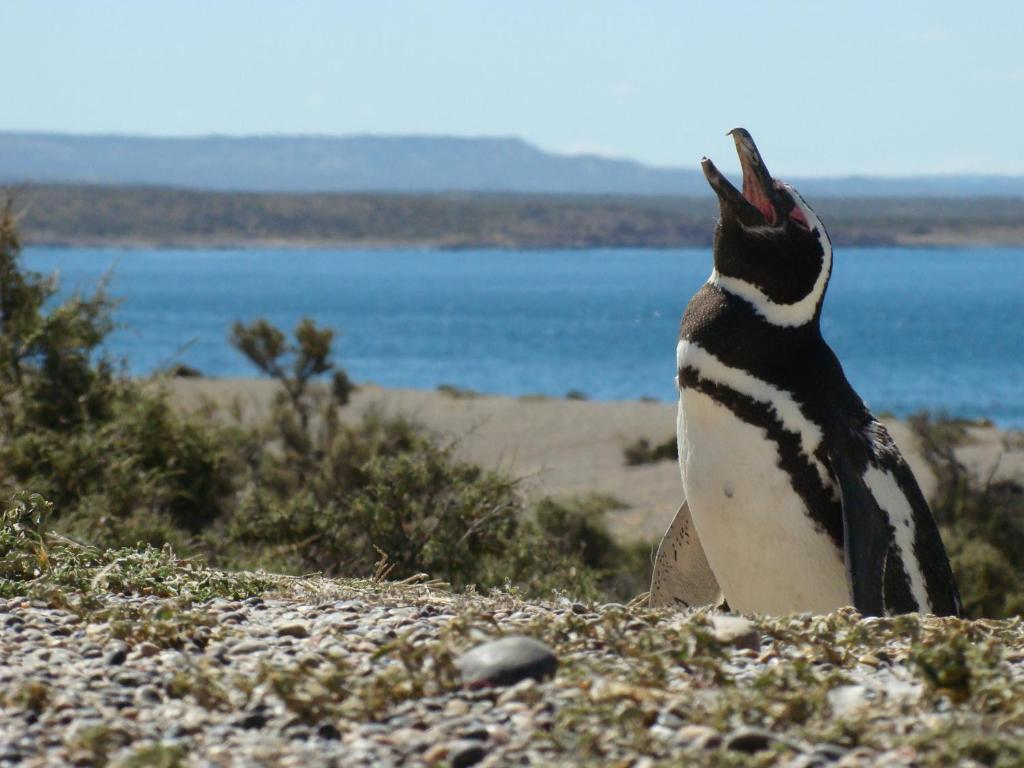 Cheltum Hotel Trelew Eksteriør bilde